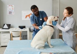 Essential Vet Visits and Preventive Care for Your Pet’s Health